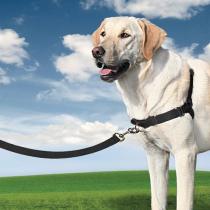 Harnais et laisse pour chien Easy Walk&#x00002122; PetSafe
